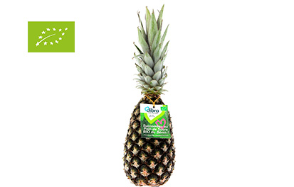 Ananas pain de sucre bio DIBRA