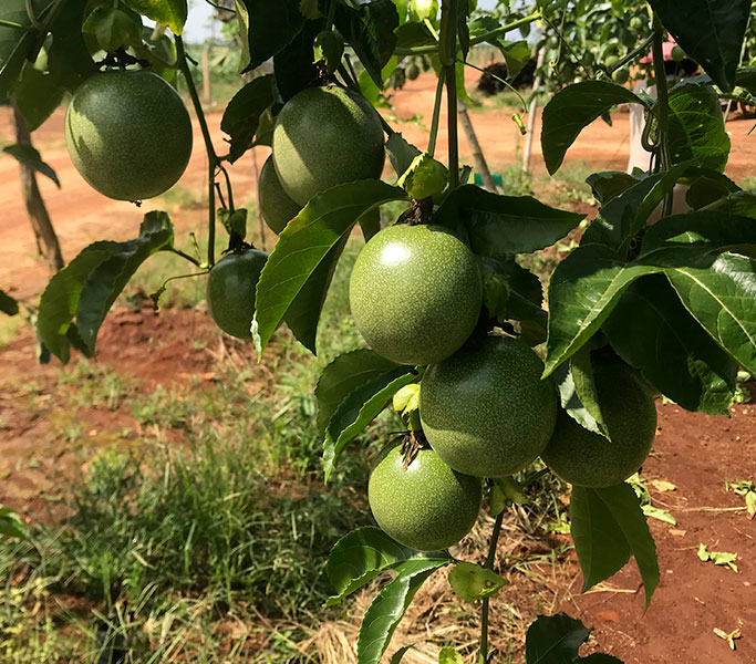 Production fruit de la passion Vietnam