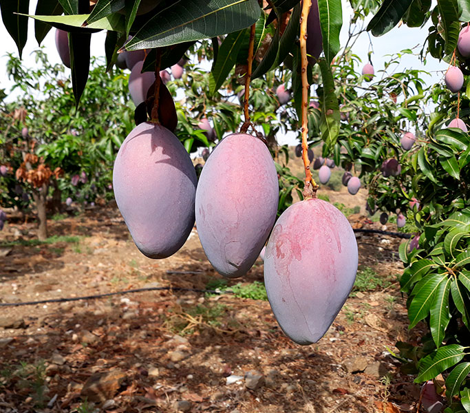 Production mangue en Espagne