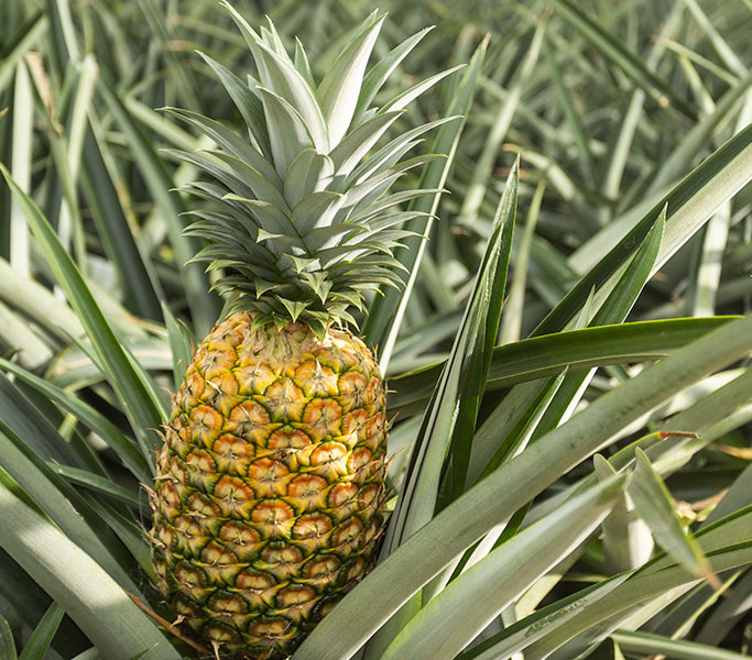 Production ananas Equateur